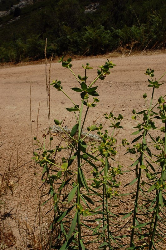 Aiuto per Euphorbia biumbellata